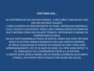VOCÊ SABIA QUE...
AO CONTRÁRIO DO QUE MUITOS PENSAM, A ORCA NÃO É UMA BALEIA, MAS
SIM UM GOLFINHO GIGANTE.
A ORCA ALIMENTA-SE PRINCIPALMENTE DE PEIXES, TARTARUGAS MARINHAS,
LULAS, POLVOS E CACHOLOTES. POSSUI UMA CAMADA GROSSA DE GORDURA
QUE FUNCIONA COMO UM ISOLANTE TÉRMICO, PROTEGENDO O ANIMAL DA
TEMPERATURA DA ÁGUA.
EM SUA FORTE MANDÍBULA POSSUI 50 DENTES, SENDO QUE PODE TRITURAR
OSSOS DE OUTROS ANIMAIS MARINHOS COM UMA SIMPLES MORDIDA.
AS ORCAS COMUNICAM-SE ATRAVÉS DA EMISSÃO DE SONS. PODE VIVER
APROXIMADAMENTE, ATÉ OS 30 ANOS DE IDADE. SEU PESO VARIA ENTRE 7 A
10 TONELADAS E SEU COMPRIMENTO ENTRE 6 A 10 METROS.
O HABITAT DESTA ESPÉCIE ANIMAL SÃO AS REGIÕES OCEÂNICAS (ALTO MAR E
LITORAL). UM FILHOTE ORCA JÁ NASCE COM QUASE 200 QUILOS.
 