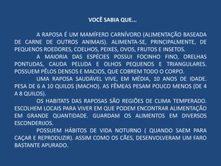 VOCÊ SABIA QUE...
A RAPOSA É UM MAMÍFERO CARNÍVORO (ALIMENTAÇÃO BASEADA
DE CARNE DE OUTROS ANIMAIS). ALIMENTA-SE, PRINCIPALMENTE, DE
PEQUENOS ROEDORES, COELHOS, PEIXES, OVOS, FRUTOS E INSETOS.
A MAIORIA DAS ESPÉCIES POSSUI FOCINHO FINO, ORELHAS
PONTUDAS, CAUDA PELUDA E OLHOS PEQUENOS E TRIANGULARES.
POSSUEM PÊLOS DENSOS E MACIOS, QUE COBREM TODO O CORPO.
UMA RAPOSA SAUDÁVEL VIVE, EM MÉDIA, 10 ANOS DE IDADE.
PESA DE 6 A 10 QUILOS (MACHO). AS FÊMEAS PESAM POUCO MENOS (DE 4
A 8 QUILOS).
OS HABITATS DAS RAPOSAS SÃO REGIÕES DE CLIMA TEMPERADO.
ESCOLHEM LOCAIS PARA VIVER EM QUE PODEM ENCONTRAR ALIMENTAÇÃO
EM GRANDE QUANTIDADE. GUARDAM OS ALIMENTOS EM DIVERSOS
ESCONDERIJOS.
POSSUEM HÁBITOS DE VIDA NOTURNO ( QUANDO SAEM PARA
CAÇAR E REPRODUZIR). ASSIM COMO OS CÃES, DESENVOLVERAM UM FARO
BASTANTE APURADO.
 