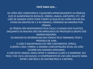 VOCÊ SABIA QUE...
OS LEÕES SÃO CARNÍVOROS E CAÇADORES (PRINCIPALMENTE AS FÊMEAS).
ELES SE ALIMENTAM DE BÚFALOS, ZEBRAS, JAVALIS, ANTÍLOPES, ETC. UM
LEÃO DE GRANDE PORTE PODE COMER 35 QUILOS DE CARNE EM UM DIA.
VIVEM EM GRUPOS DE 5 A 40 ANIMAIS, FORMADO NA MAIORIA POR
FÊMEAS.
AS FÊMEAS SÃO RESPONSÁVEIS PELA CAÇA E CUIDADO DOS FILHOTES,
ENQUANTO OS MACHOS SÃO ENCARREGADOS DE PROTEGER O GRUPO DOS
ANIMAIS MAIORES.
OS MACHOS SE DIFERENCIAM DAS FÊMEAS PELO TAMANHO, PESO E
PRESENÇA DE JUBA.
O LEÃO É ENCONTRADO EM TRÊS CONTINENTES: ÁFRICA,
.EUROPA E ÁSIA. PORÉM, A GRANDE CONCENTRAÇÃO ATUAL DO LEÃO
OCORRE NAS SAVANAS AFRICANAS.
A COR DESTE ANIMAL VARIA ENTRE O AMARELO CLARO E O MARROM. SEU
PESO É DE 150 A 230 QUILOS. O COMPRIMENTO DE UM LEÃO ADULTO VARIA
ENTRE 2 METROS E 50 CENTÍMETROS A 3 METROS.
 