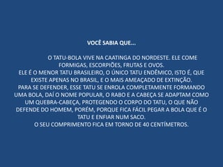 VOCÊ SABIA QUE...
O TATU-BOLA VIVE NA CAATINGA DO NORDESTE. ELE COME
FORMIGAS, ESCORPIÕES, FRUTAS E OVOS.
ELE É O MENOR TATU BRASILEIRO, O ÚNICO TATU ENDÊMICO, ISTO É, QUE
EXISTE APENAS NO BRASIL, E O MAIS AMEAÇADO DE EXTINÇÃO.
PARA SE DEFENDER, ESSE TATU SE ENROLA COMPLETAMENTE FORMANDO
UMA BOLA, DAÍ O NOME POPULAR, O RABO E A CABEÇA SE ADAPTAM COMO
UM QUEBRA-CABEÇA, PROTEGENDO O CORPO DO TATU, O QUE NÃO
DEFENDE DO HOMEM, PORÉM, PORQUE FICA FÁCIL PEGAR A BOLA QUE É O
TATU E ENFIAR NUM SACO.
O SEU COMPRIMENTO FICA EM TORNO DE 40 CENTÍMETROS.
 