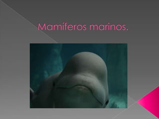 Mamíferos marinos. 