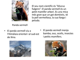El seu nom científic és “Ailurus
                          fulgens”. El panda vermell és un
                          petit mamífer arbori. Es una mica
                          més gran que un gat domèstic, té
                          la pell vermellosa, la cua llarga i
                          peluda.
       Panda vermell

• El panda vermell viu a           • El panda vermell menja
  l'Himàlaia oriental i al sud-est   bambo, ous, ocells, insectes
  de Xina.                           i petits mamífers.
 