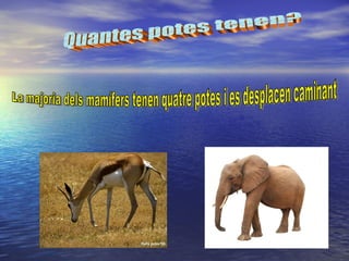 Quantes potes tenen? La majoria dels mamífers tenen quatre potes i es desplacen caminant 