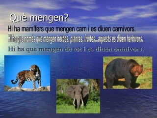 Què mengen? Hi ha mamífers que mengen carn i es diuen carnívors. Hi ha que només que mengen herbes, plantes, fruites...aquests es diuen herbívors. Hi ha que mengen de tot i es diuen omnívors. 