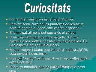 El mamífer més gran és la balena blava. Hem de tenir cura de les panteres de les neus perquè només queden cinc-centes espècies. El principal aliment del puma és el cérvol. El linx és l’animal que més vista té. Té uns pinzells a les orelles per atreure les famelles. Ës una espècie en perill d’extinció El tapir negre i blanc que viu en el sudest asiàtic està en perill d’extinció. El ratolí “jeroba” és l’animal amb les orelles més grans del món. Hi ha un mamífer que és l’0rnitòrring que posa ous. Curiositats 