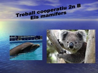 Treball cooperatiu 2n B Els mamífers 