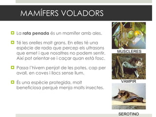 MAMÍFERS VOLADORS La  rata penada  és un mamífer amb ales. Té les orelles molt grans. En elles té una espècie de rada que percep els ultrasons que emet i que nosaltres no podem sentir. Així pot orientar-se i caçar quan està fosc. Passa l’hivern penjat de les potes, cap per avall, en coves i llocs sense llum. És una espècie protegida, molt beneficiosa perquè menja molts insectes. MUSCLERES VAMPIR SEROTINO 