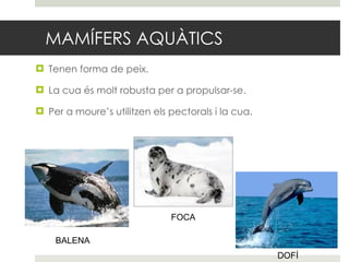 MAMÍFERS AQUÀTICS Tenen forma de peix. La cua és molt robusta per a propulsar-se. Per a moure’s utilitzen els pectorals i la cua. BALENA FOCA DOFÍ 