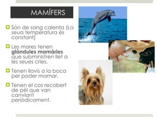 MAMÍFERS Són de sang calenta (La seua temperatura és constant) Les mares tenen  glàndules mamàries  que subministren llet a les seues cries. Tenen llavis a la boca per poder mamar. Tenen el cos recobert de pèl que van canviant periòdicament. 