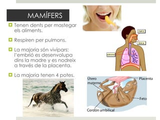 MAMÍFERS Tenen dents per mastegar els aliments. Respiren per pulmons. La majoria són vivípars: l’embrió es desenvolupa dins la madre y es nodreix a través de la placenta. La majoria tenen 4 potes. 