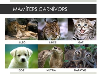 MAMÍFERS CARNÍVORS GAT LINCE LLEÓ GOS NÚTRIA MAPATXE 