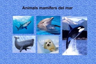 Animals mamífers del mar
 