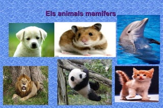 Els animals mamífers
 
