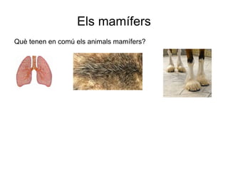 Els mamífers
Què tenen en comú els animals mamífers?
 