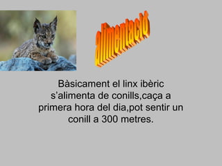Bàsicament el linx ibèric
s’alimenta de conills,caça a
primera hora del dia,pot sentir un
conill a 300 metres.
 