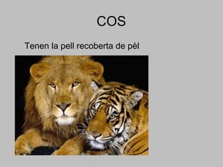 COS
Tenen la pell recoberta de pèl
 