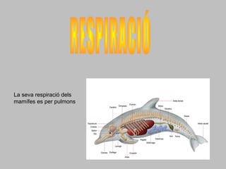 La seva respiració dels
mamífes es per pulmons
 