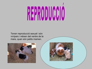 Tenen reproducció sexual i són
vivípars i néixen del ventre de la
mare, quan són petits mamen.
 