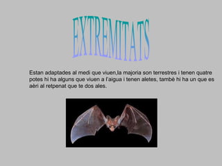 Estan adaptades al medi que viuen,la majoria son terrestres i tenen quatre
potes hi ha alguns que viuen a l’aigua i tenen aletes, tambè hi ha un que es
aèri al retpenat que te dos ales.
 