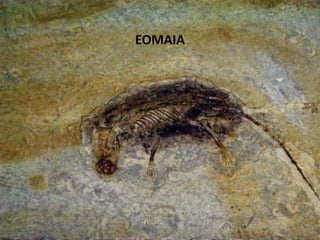 EOMAIA
 