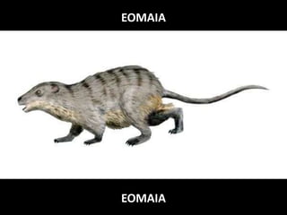 EOMAIA
EOMAIA
 