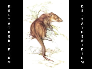 D
E
L
T
A
T
H
E
R
I
D
I
U
M
D
E
L
T
A
T
H
E
R
I
D
I
U
M
 