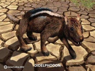 DIDELPHODON
 