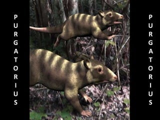 P
U
R
G
A
T
O
R
I
U
S
P
U
R
G
A
T
O
R
I
U
S
 