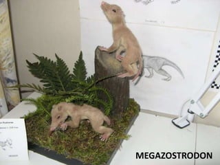 MEGAZOSTRODON
 