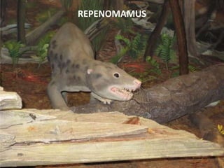 REPENOMAMUS
 