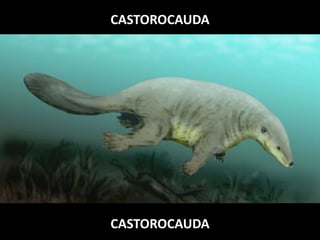 CASTOROCAUDA
CASTOROCAUDA
 