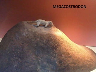 MEGAZOSTRODON
 