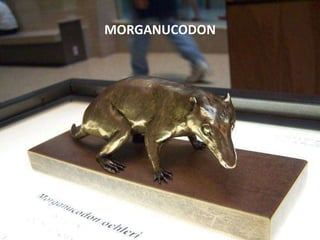 MORGANUCODON
 