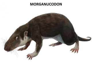 MORGANUCODON
 