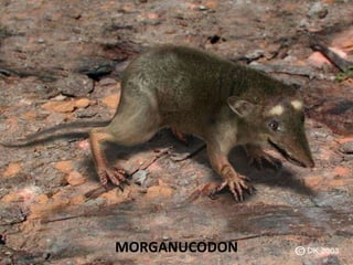 MORGANUCODON
 