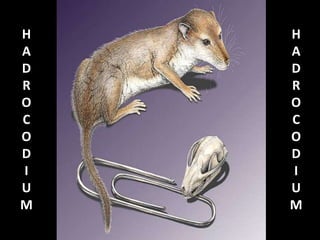 H
A
D
R
O
C
O
D
I
U
M
H
A
D
R
O
C
O
D
I
U
M
 