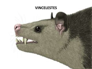 VINCELESTES
 