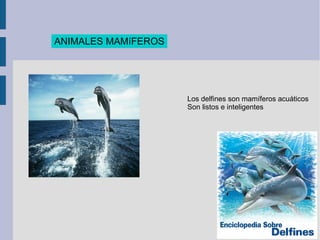 ANIMALES MAMíFEROS Los delfines son mamíferos acuáticos Son listos e inteligentes 