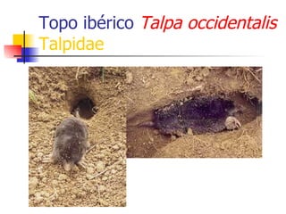 Topo ibérico  Talpa occidentalis   Talpidae 