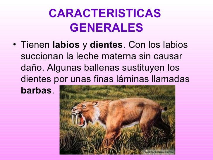 Mamiferos