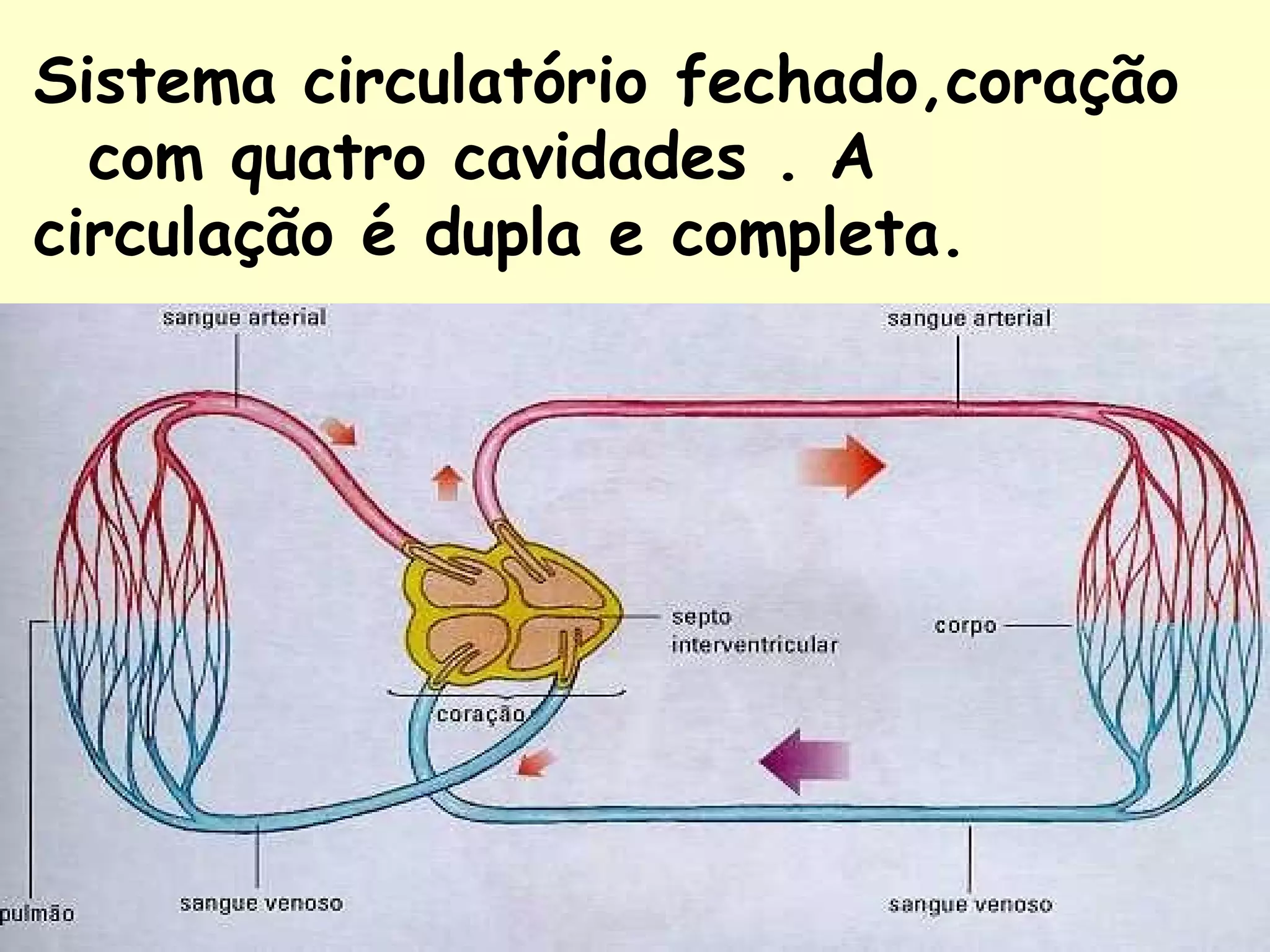Sistema circulatório fechado,coração
  com quatro cavidades . A
circulação é dupla e completa.
 