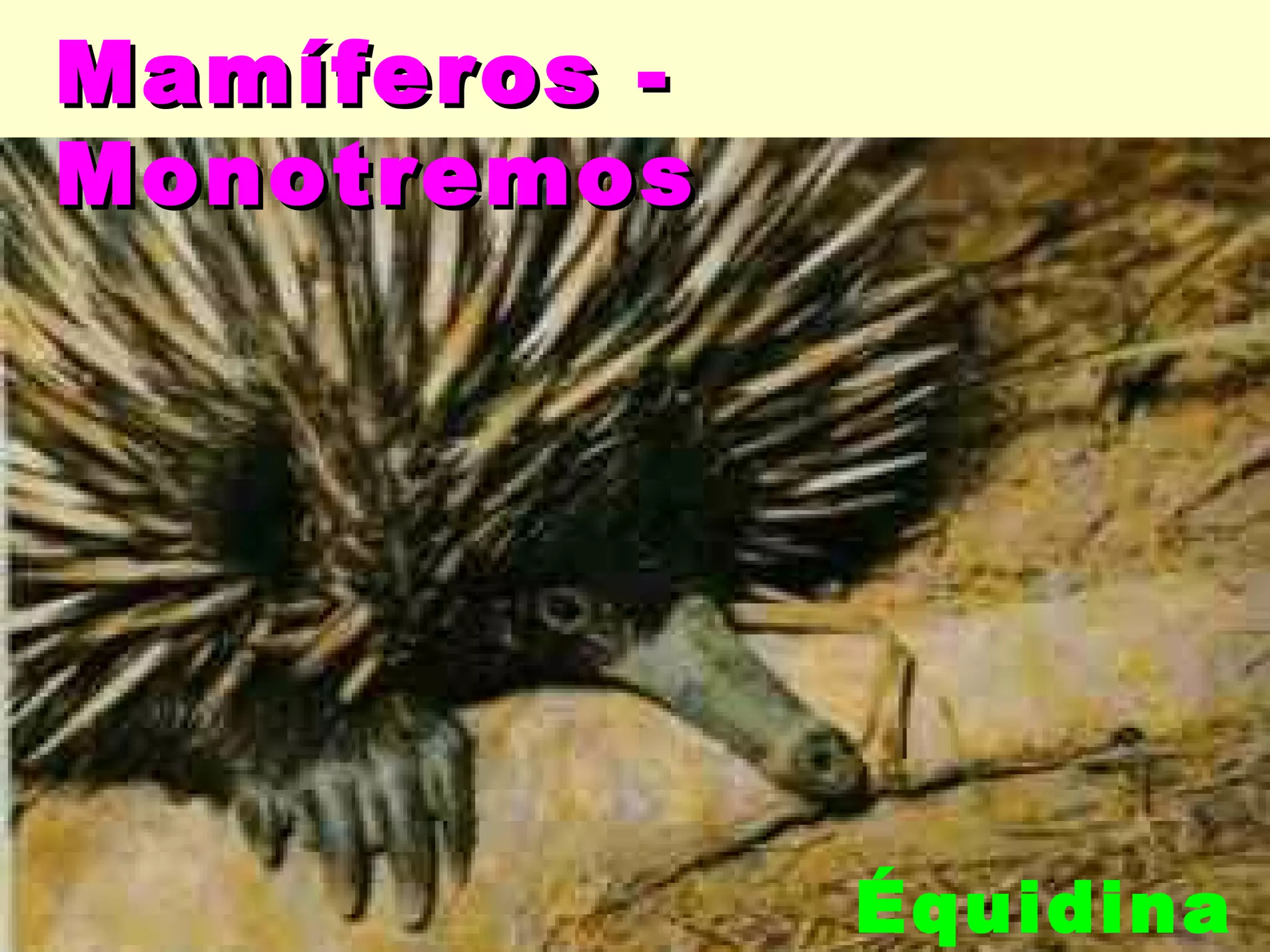 Mamíferos -
Monotremos




              Équidina
 