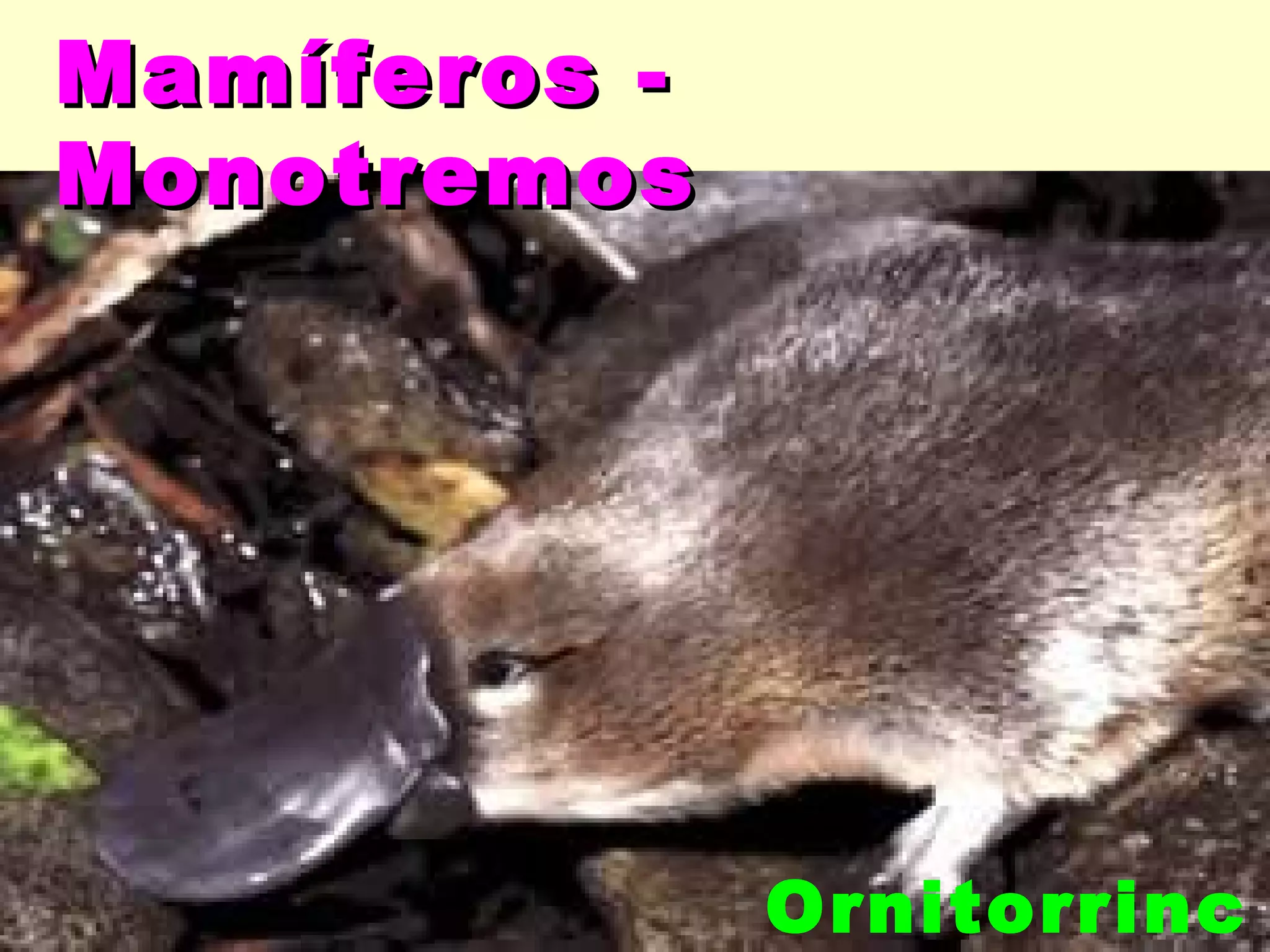 Mamíferos -
Monotremos




              Ornitorrinc
 