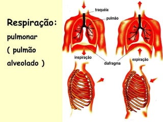 Respiração:
pulmonar
( pulmão
alveolado )
 
