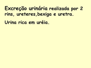 Excreção urinária realizada por 2
rins, ureteres,bexiga e uretra.
Urina rica em uréia.
 