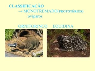 CLASSIFICAÇÃO
   → MONOTREMADO(PROTOTÉRIOS)
        ovíparos

   ORNITORINCO   EQUIDINA
 