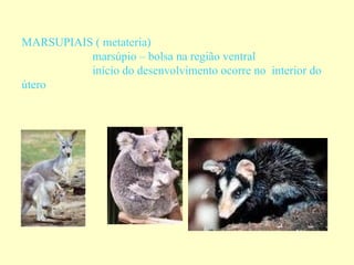 MARSUPIAIS ( metateria)
          marsúpio – bolsa na região ventral
          início do desenvolvimento ocorre no interior do
útero
 