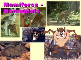 Mamíferos -
Marsupiais
 