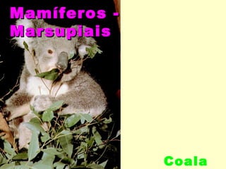 Mamíferos -
Marsupiais




              Coala
 