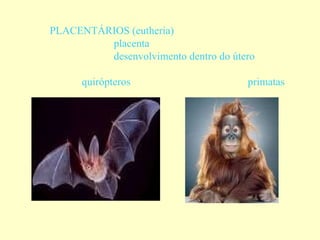 PLACENTÁRIOS (eutheria)
         placenta
         desenvolvimento dentro do útero

      quirópteros                     primatas
 
